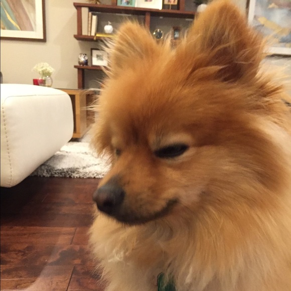 Meet your Posher, Ava - Picture 1 of 1